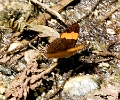 NYMPHALIDAE, Adelpha irmina